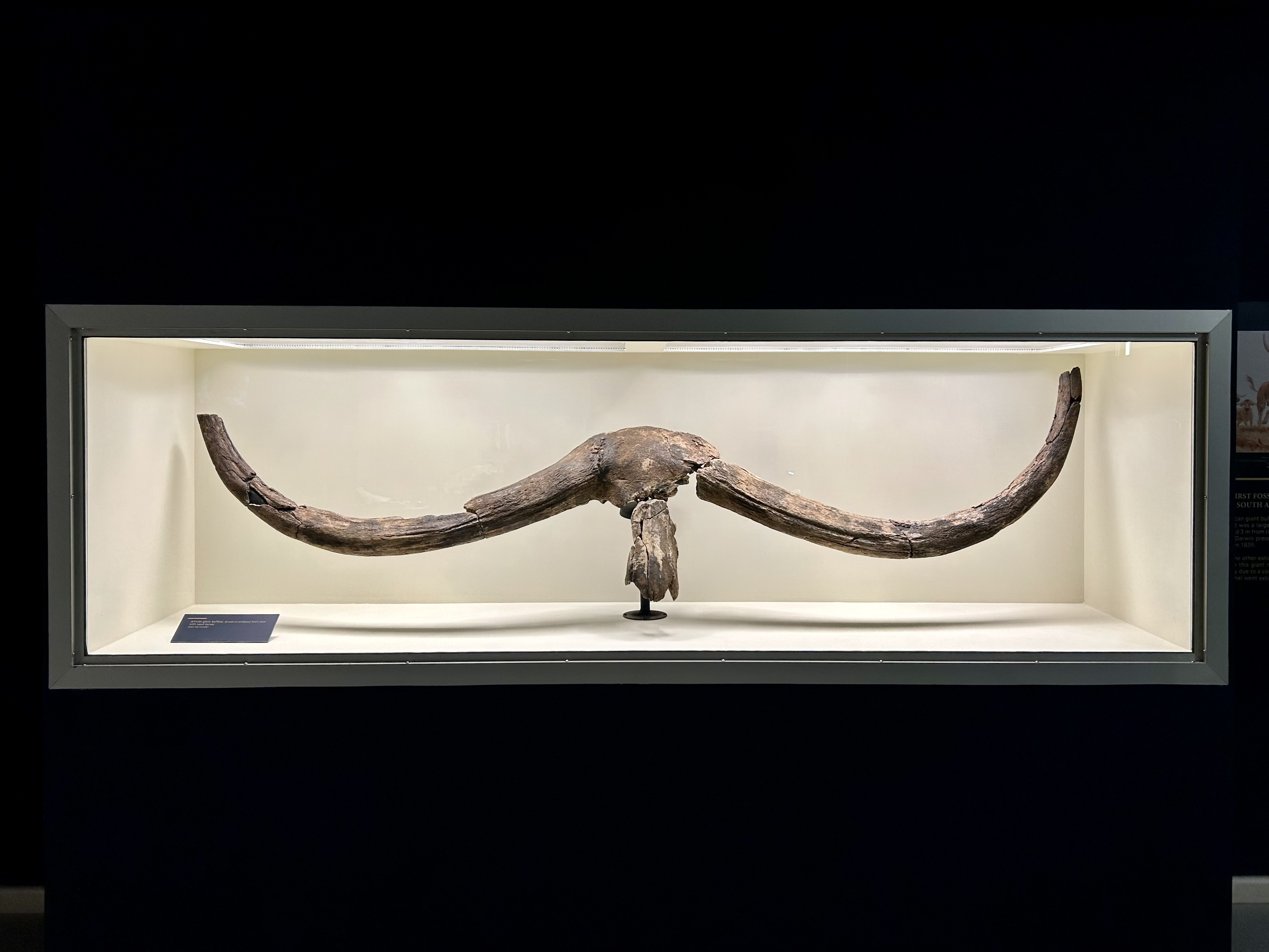 The African giant buffalo is the largest bovid ever described from Africa with horns measuring 3 metres from one tip to the other. The exact horns exhibited at the “The Hidden Wonders of the Iziko South African Museum” exhibition were presented to the Geological Society of London in 1839 by Charles Darwin. Image: Jean-Marie Uys
