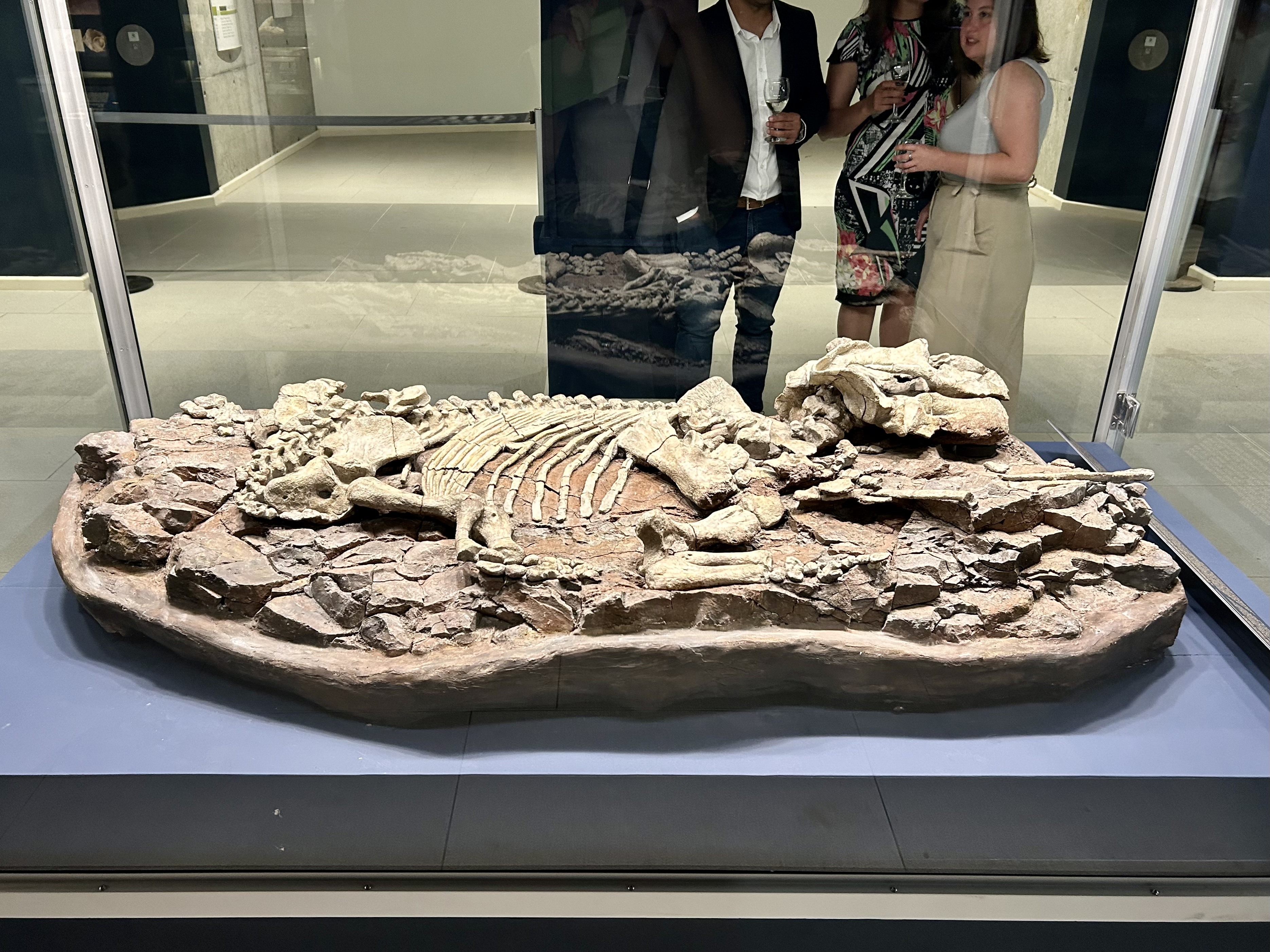 The most complete Endothiodon fossil ever found is on display at the “The Hidden Wonders of the Iziko South African Museum” exhibition. These mammals lived in the Karoo at a time before dinosaurs even existed, according to the display information. Image: Jean-Marie Uys