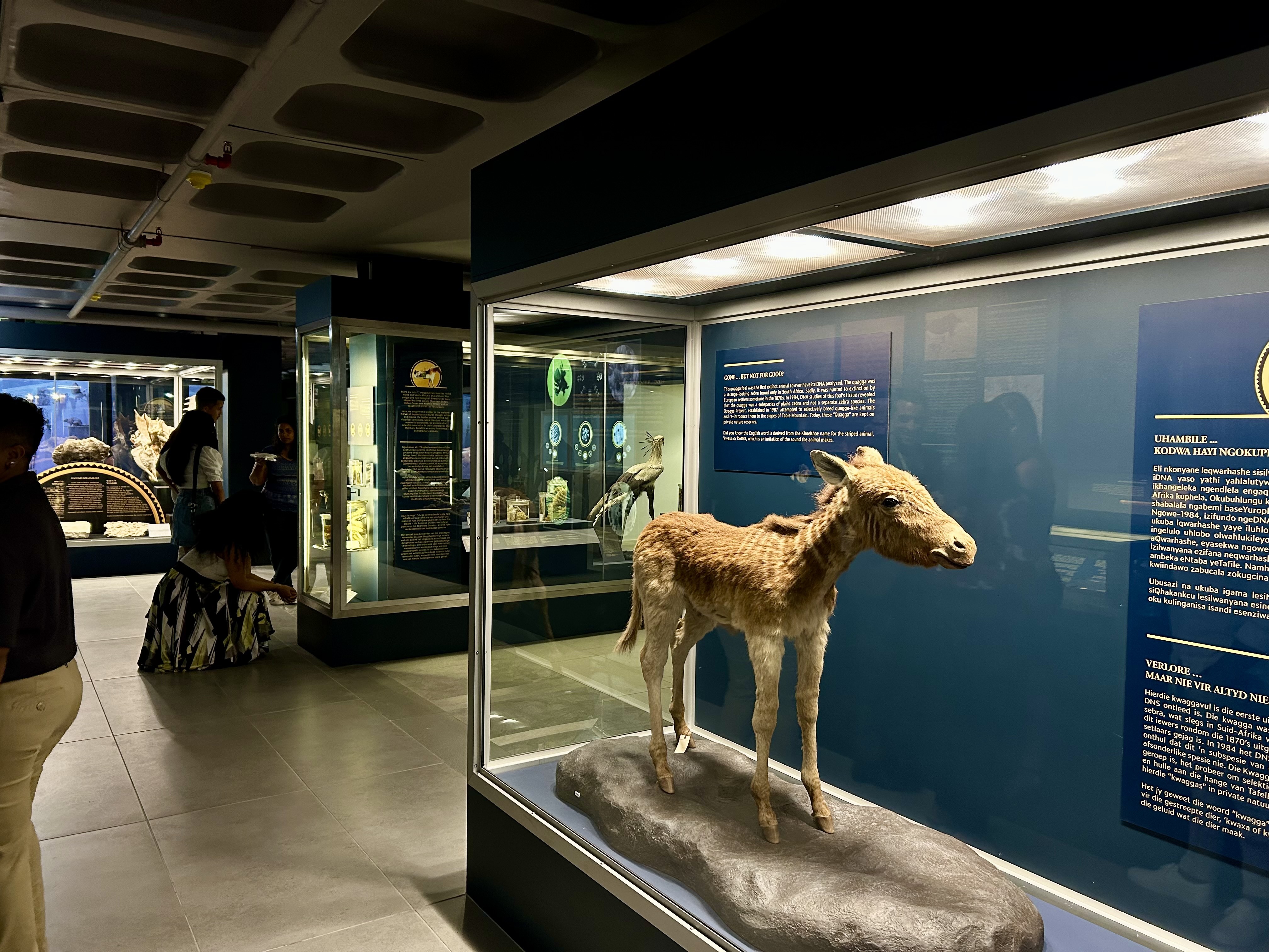 The quagga foal on display at the “The Hidden Wonders of the Iziko South African Museum” exhibition was the first extinct animal to ever have its DNA analysed. Image: Jean-Marie Uys