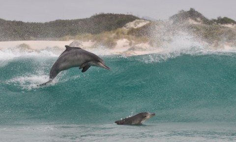 Endangered humpback dolphins appear to be increasingly vulnerable off South Africa