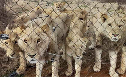 Grisly report on captive lions shocks Parliament