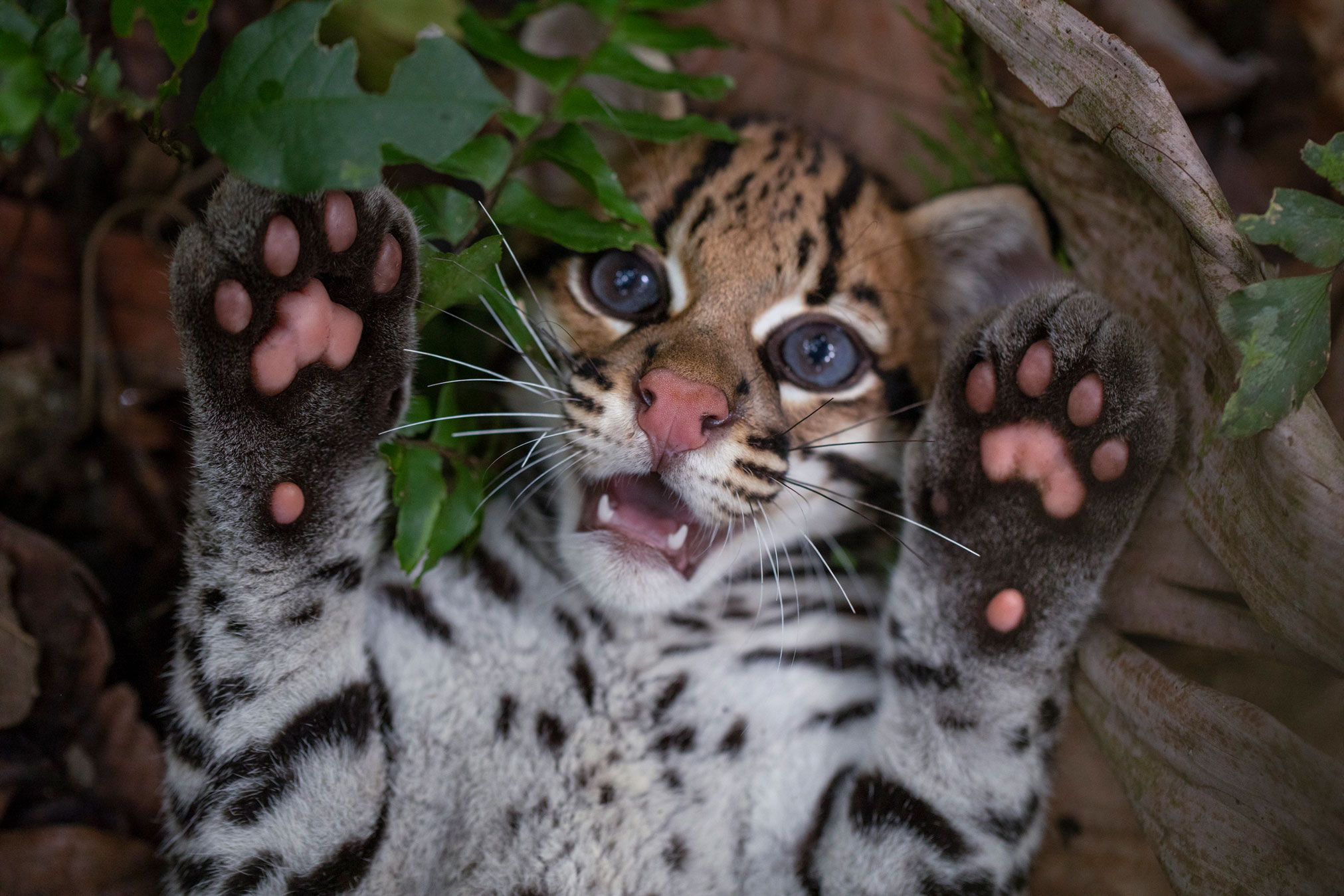 A baby ocelot in ‘Wildcat’. Image: courtesy of Prime Video