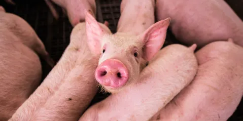 SA pork still safe to eat despite African swine fever outbreak in Gauteng