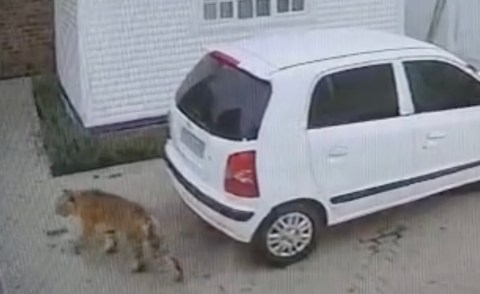 Another tiger on morning stroll sends children’s nursery into lockdown in Johannesburg