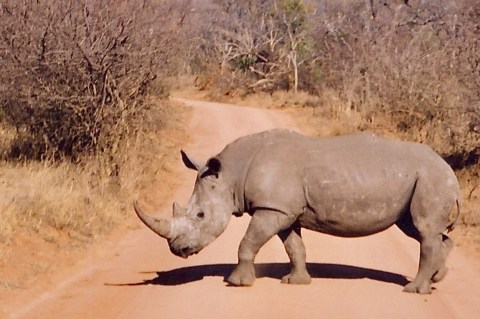 Rhino poacher slapped with additional four years in prison by appeal court