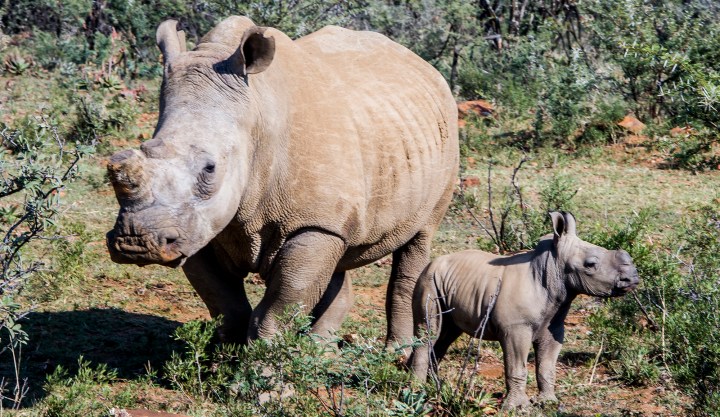 Saving private rhino — non-government owners of the animals succeed in stemming poaching carnage