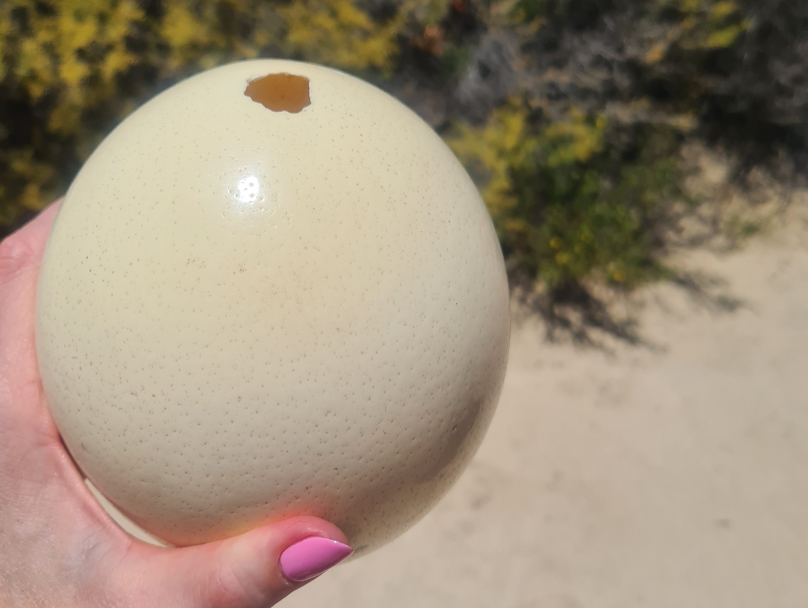 Ostrich egg used by the San people as a water carrier. Image: Carmen Clegg