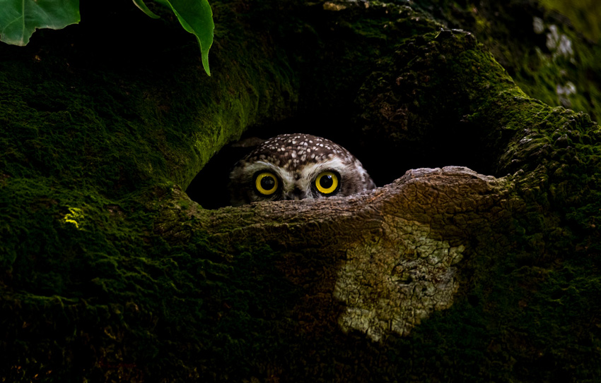 'The Captivating Eyes'. This spotted owlet was photographed from a hide at the National Botanical Garden of Bangladesh. During the day these amazing birds tend to hide in nests made in the holes of tree trunks, but they sometimes peep out to observe their surroundings with their captivating yellow eyes. © Protap Shekhor Mohanto, Bangladesh, Winner, National Awards, Sony World Photography Awards 2023