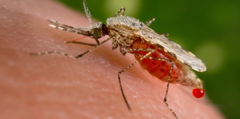 Malaria-carrying mosquitoes move deeper into southern Africa — and the climate crisis could be to blame
