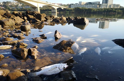 Government official points to eThekwini negligence for Durban’s rising tide of beach pollution