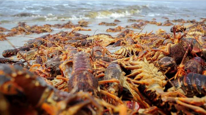 Mass West Coast lobster walkout the latest in increasing incidence of harmful algal blooms
