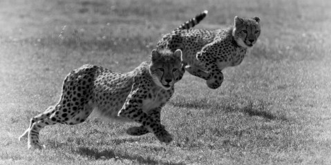 Running for their lives – last-minute bid to stop cheetah export to India