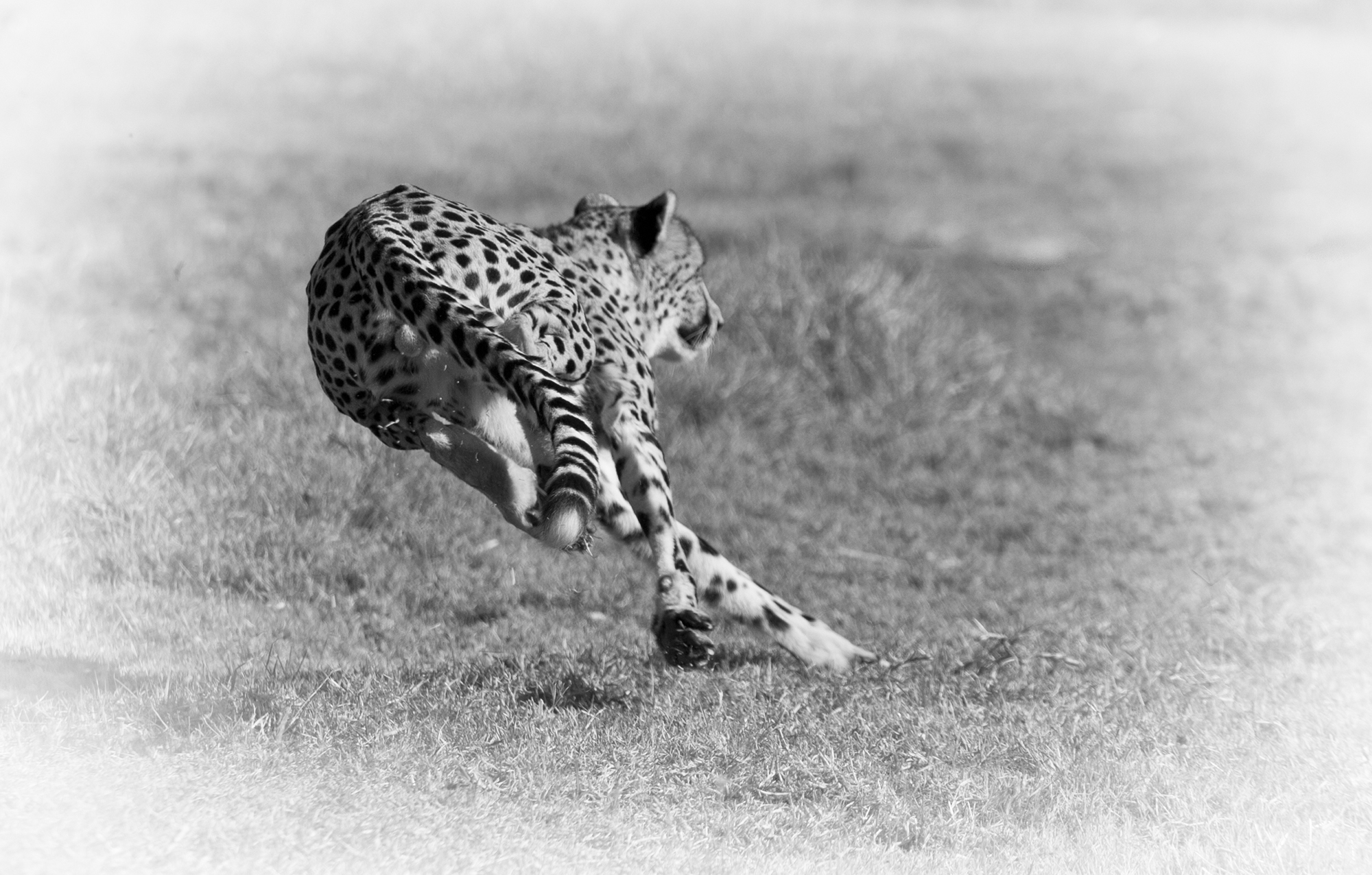 cheetah export