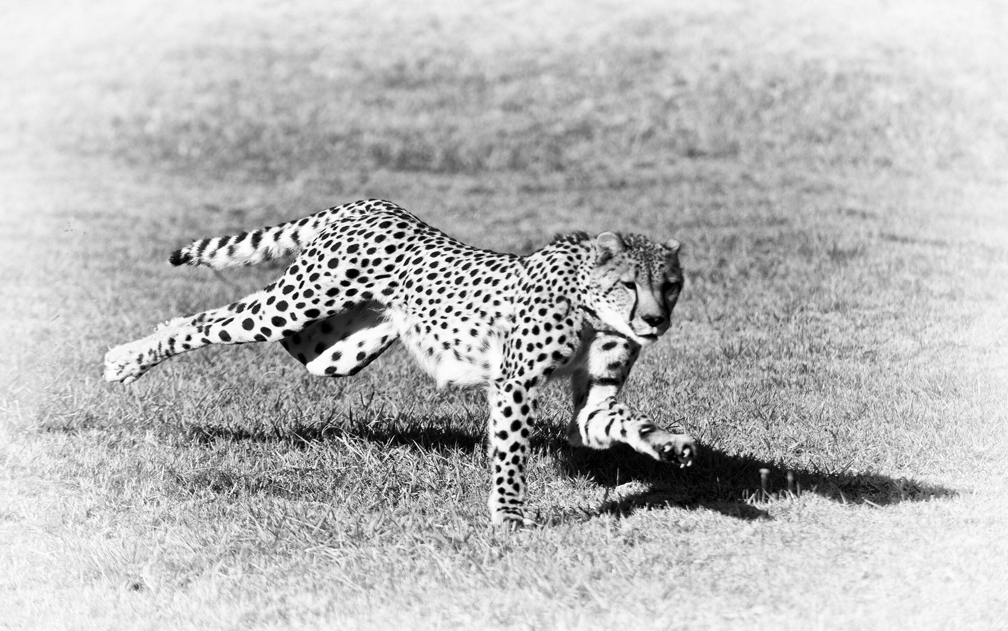 cheetah export