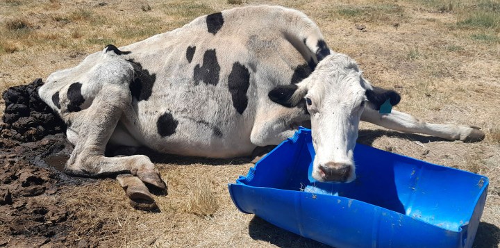 More shocking animal abuse horrors at Gupta-linked Vrede dairy farm
