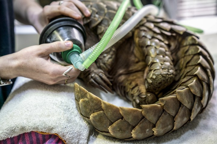 Back to the wild: The painstaking, often heartbreaking process of returning poached pangolins to their natural habitat