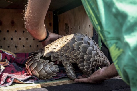 The Sting: Meet the men and women risking their lives to save pangolin from being trafficked through a global criminal network
