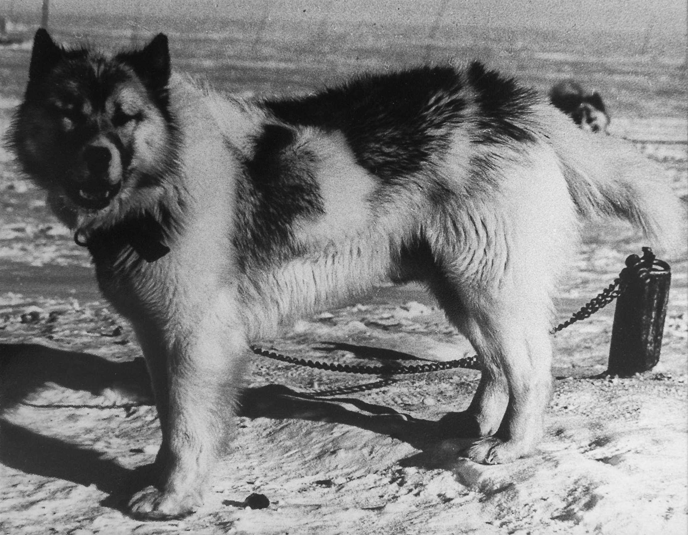 Husky power was the original _transport system. Image: Supplied