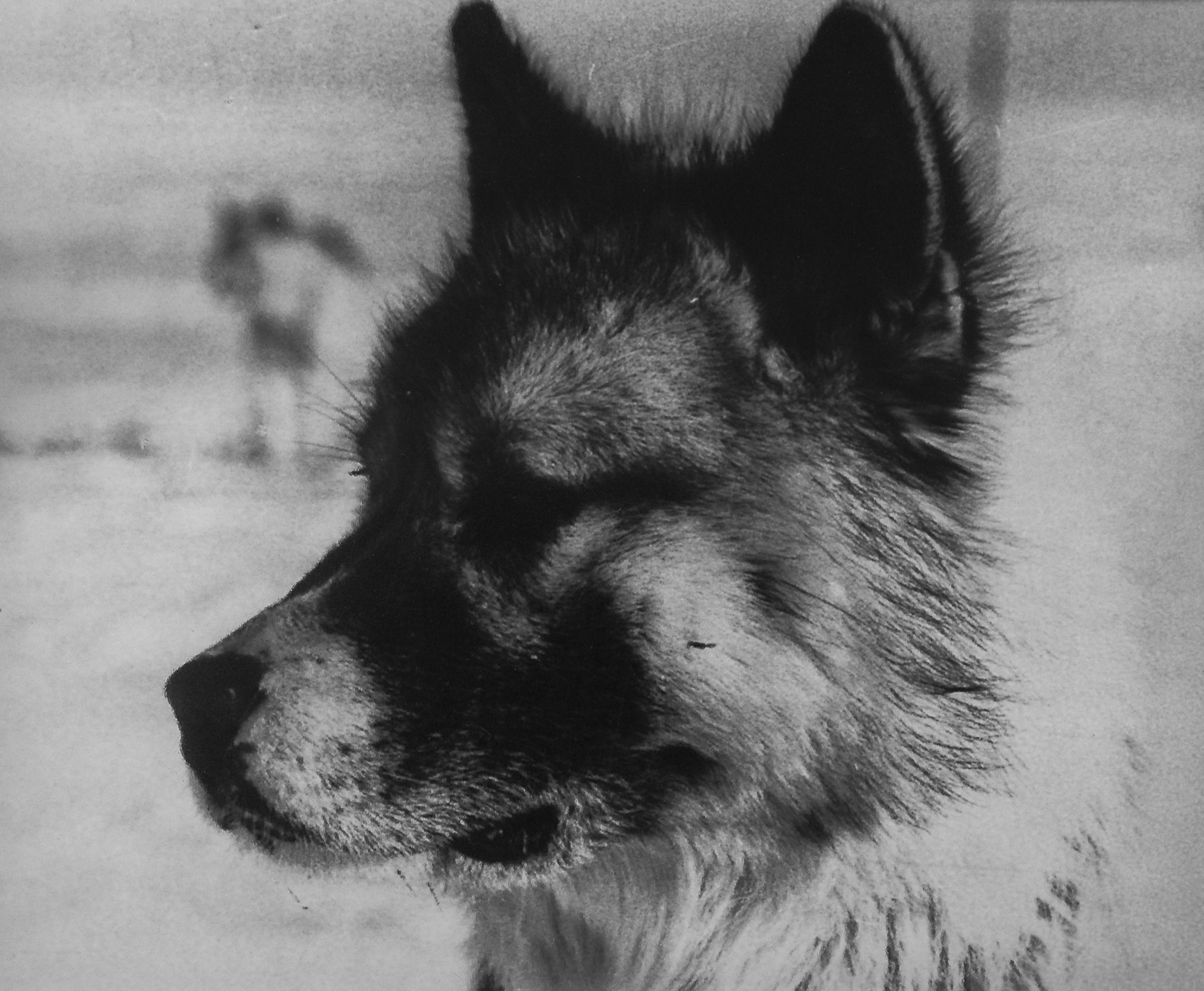 Huskies were eventually replaced by tractors and their departure was mourned by polar teams. Image: Supplied