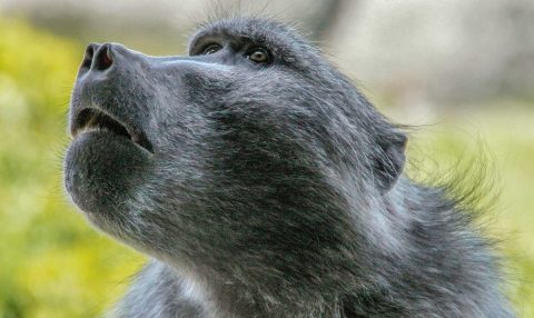 ‘Beloved’ Simon’s Town baboon euthanised, X-rays reveal several bullet wounds