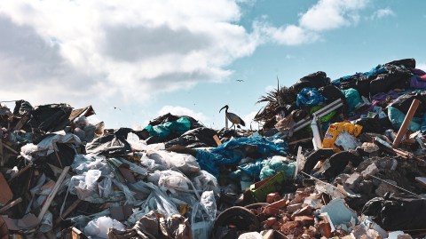 The cycle of life and waste on the urban edge of Simon’s Town