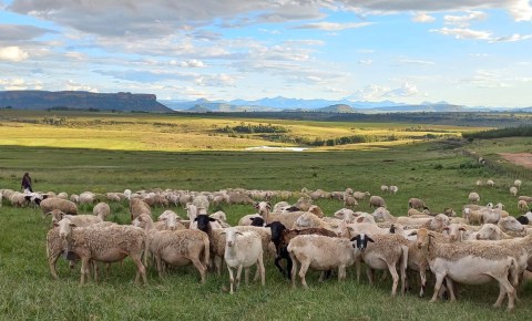 Sheep rustlers driving Free State farmers out of business — and police seem indifferent