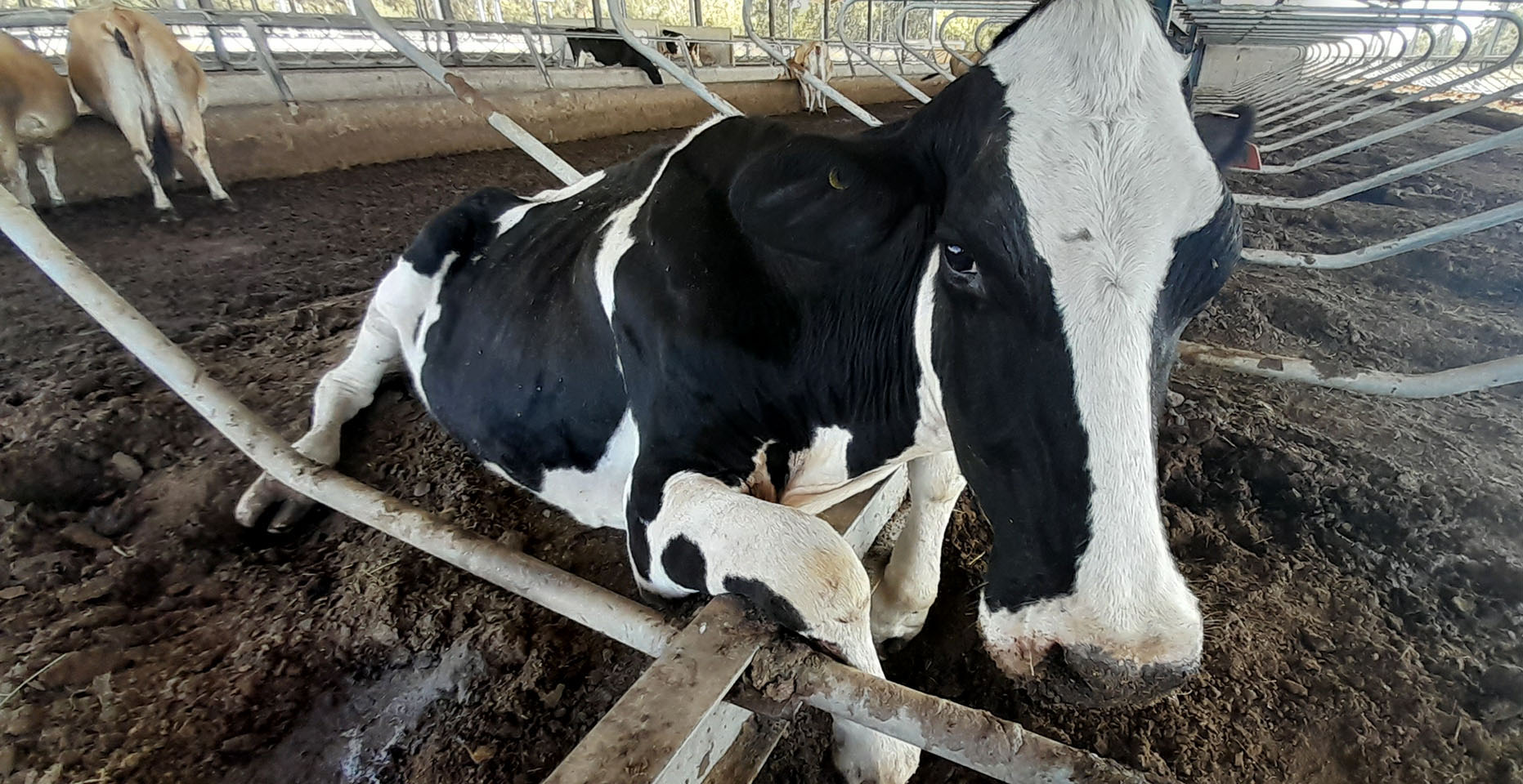 More animal cruelty horrors discovered at Gupta-linked...