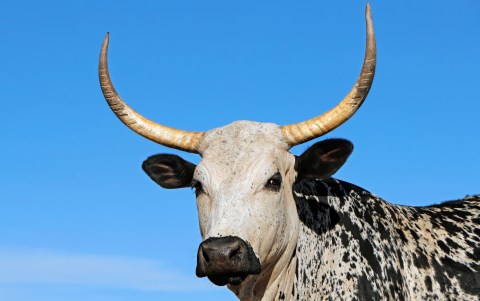 Bulls, beads, Boers and barter – were precolonial Xhosas’ Nguni cattle the original NFTs?