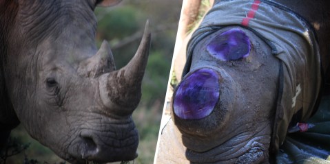 Ezemvelo conservation agency reviews ‘desperation dehorning’ as rhino bloodbath hits KwaZulu-Natal