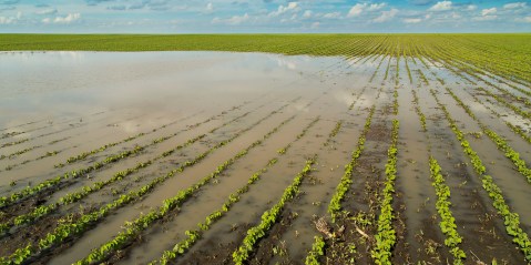 Farmers in despair as SA floods sweep away crops, infrastructure and profits