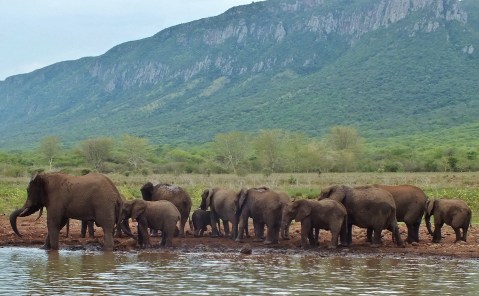 Wanted — a new home for up to 50 wandering African elephants