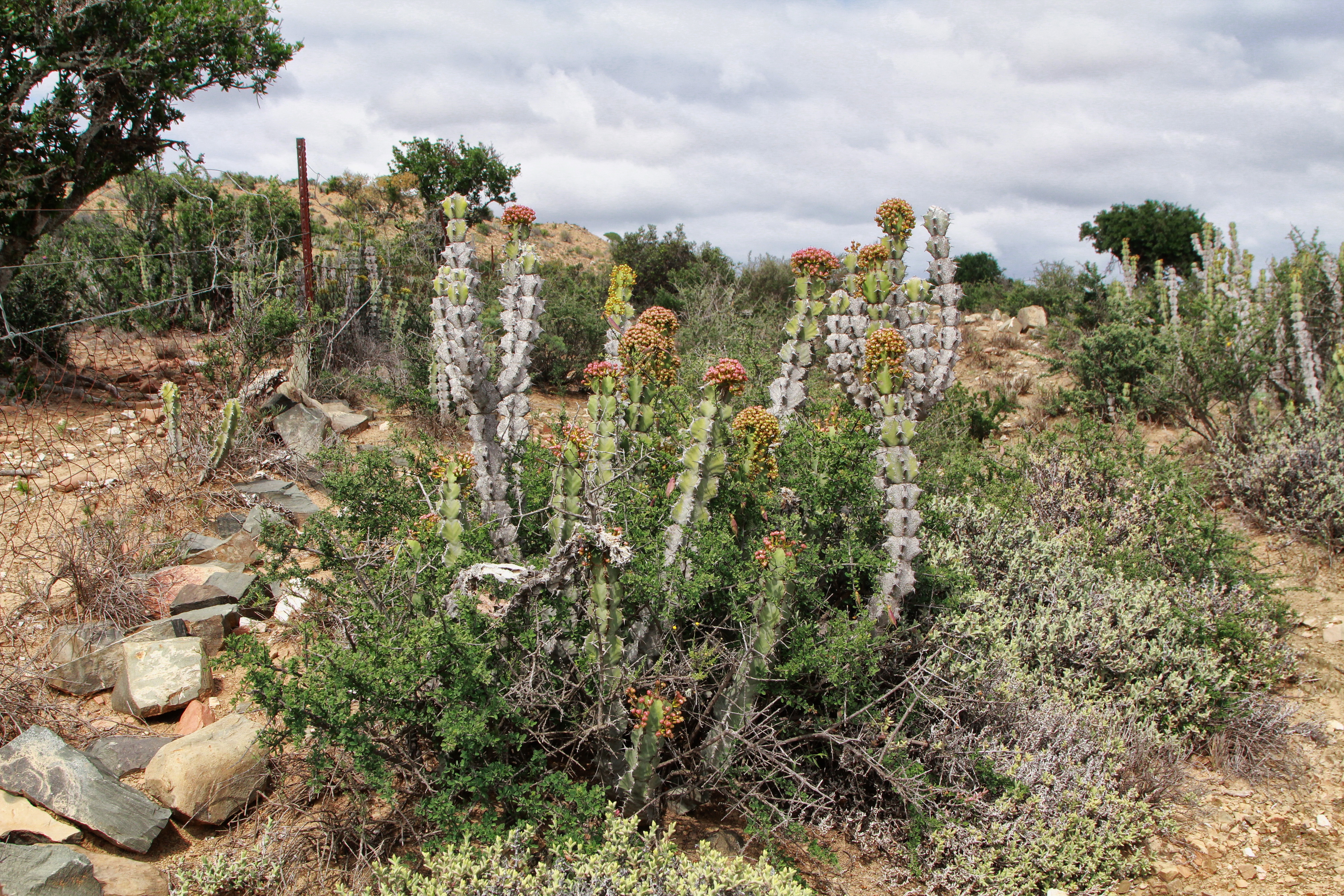 A thorny veld surrounds Jansenville, including the endemic euphorbia known as Sweet Noors. Image: Chris Marais