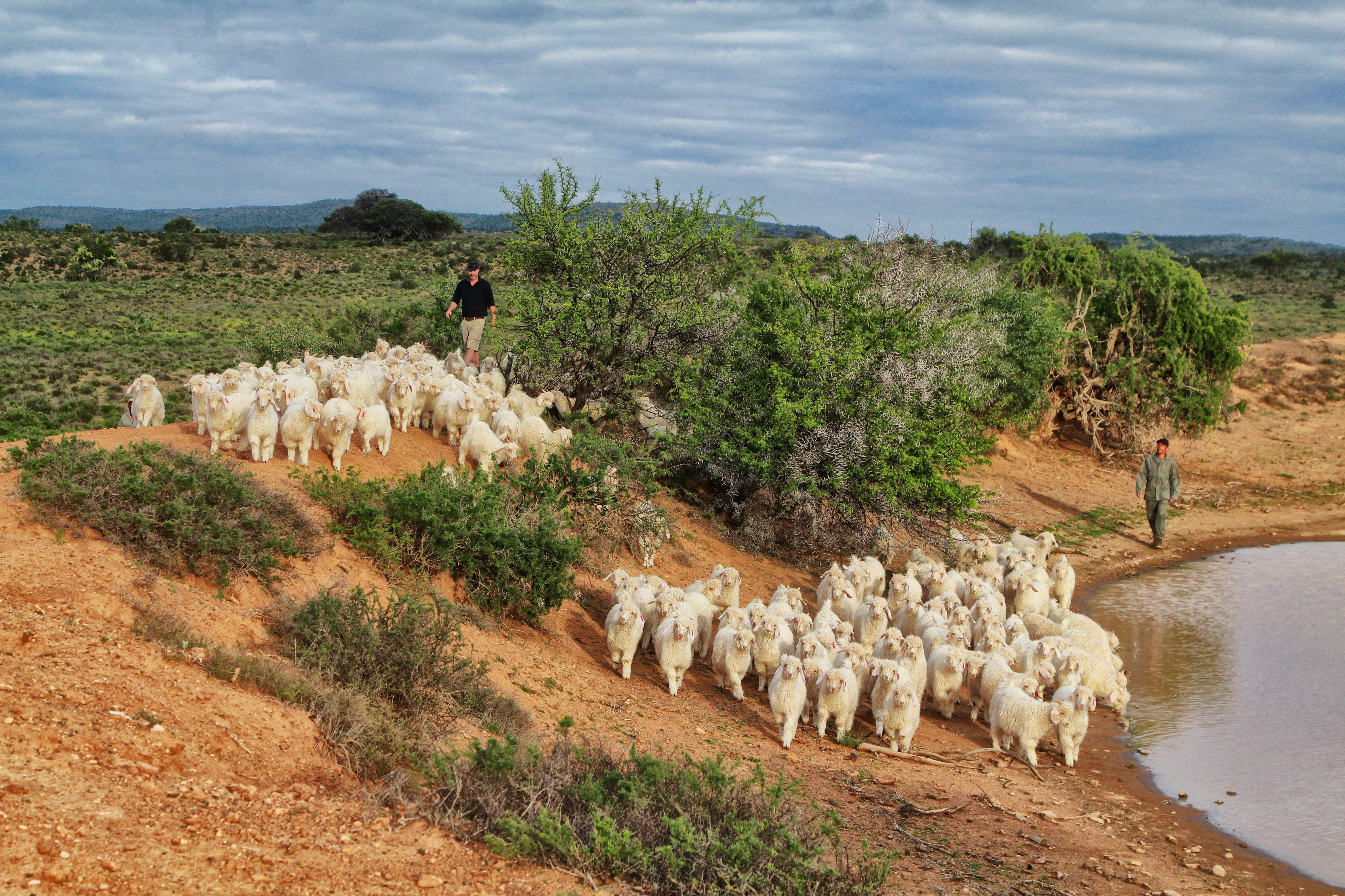 Herding the Martyrsford goats shortly after drought-relieving (no-one here says ‘drought-breaking’) rains. Image: Chris Marais