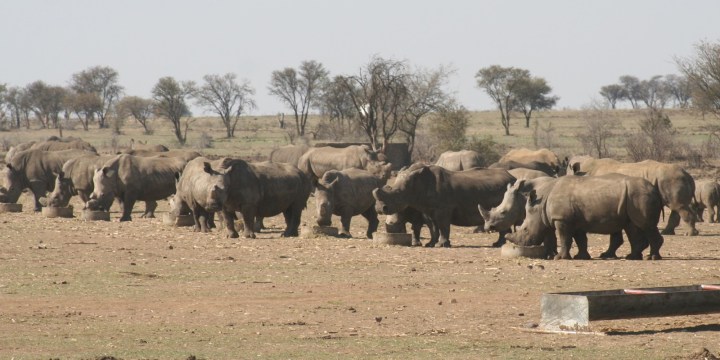 Wildlife baron invites investors to lock, stock and barrel sale of his rhino conservation initiative