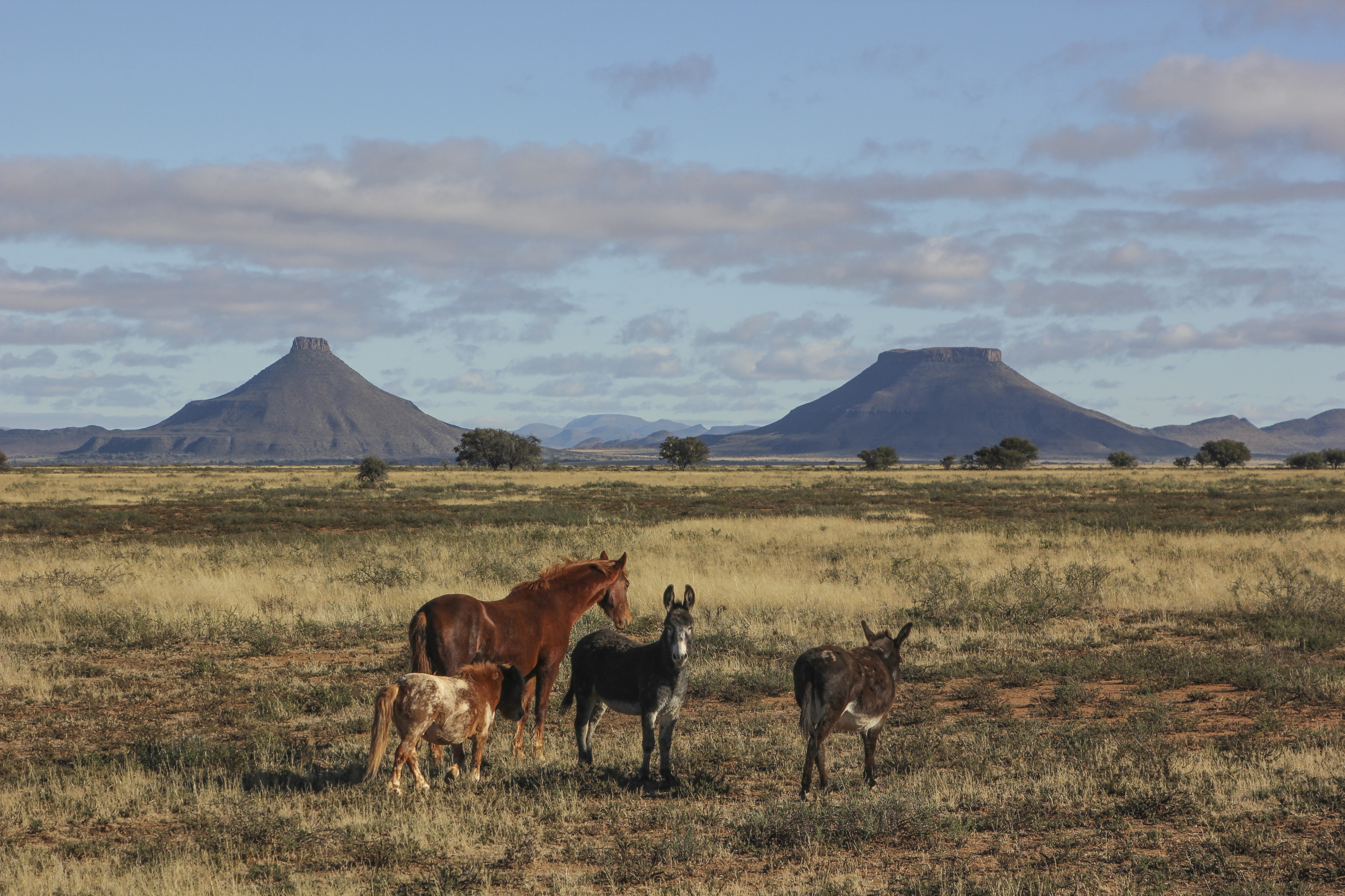 A horse, a pony and a couple of donkeys keep one another company with the distinctive hills of Teebus and Koffiebus in the background. The Orange-Fish Tunnel ends at Teebus. Image: Chris Marais