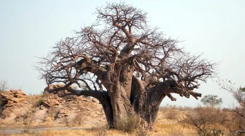 Limpopo biodiversity