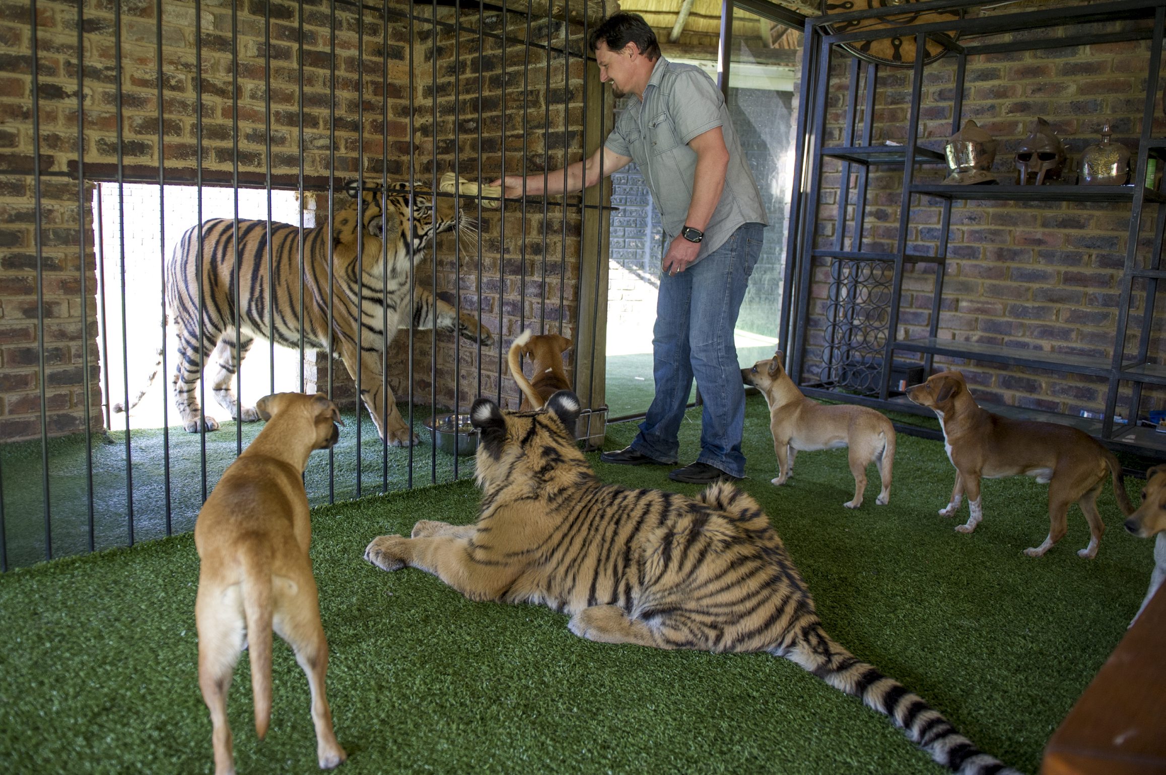 Michael Jamison with his two tigers and some of his hounds on May 31, 2013, in Brakpan, South Africa. Jamison adopted Ozzy, in addition to his 15 dogs and 2-year-old Bengal tiger. Ozzy has deformed legs and feet as a result of malnutrition from his previous owners. Image: Gallo Images / Foto24 / Christian Kotze