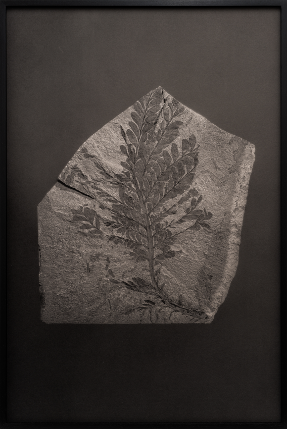 "A pure spirit grows beneath the bark of stones / Devonian Forests / Catskill Fossil Forests". Archaeopteris hibernica fronds, Catskill Delta Complex. Paleobotany Collection, New York State Museum, Albany NY. Like the eponymous verse of Gérard de Nerval’s poem, A Pure Spirit Grows Beneath the Bark of Stones celebrates an ontological pluralism in its effort to recognise a form of sensitivity and subjectivity in forest natural entities. This series echoes two bodies of images: One testifies to the ancestral memory of primordial forests. Like original photographic prints, the fossils of the oldest forests on Earth found in the Middle Devonian Catskills (dating back 385 million years) embody the memory of these first forests through the phenomena of long and silent transmutations of plant into mineral. The other reveals the vibrant spectrum of contemporary forests; the survival of an archaic spirit that manifests itself at the heart of the present forests. © Amélie Labourdette, France, Shortlist, Professional competition, Landscape, Sony World Photography Awards 2023 