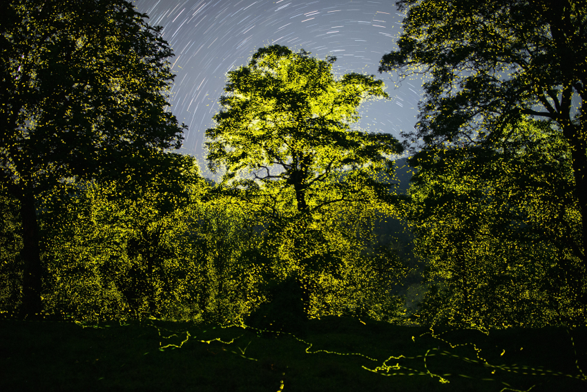 "The Forest Comes Alive at Night". Millions of synchronously flashing fireflies light up the forests of Anamalai Tiger Reserve while the stars twinkle above. This image was created by stacking several photographs taken over a 16 minute period. Searching for stars near my hometown of Pollachi, India, I was led to the forests of the Anamalai Tiger Reserve. The further I moved away from the towns and their lights, the darker it got and the more I could see stars and fireflies. I was fascinated by the hundreds of fireflies flashing at the edge of the forest, but recalled hearing stories of trees laden with fireflies deep in the forest. So, in April 2022, I set out to a remote area of the reserve with forest officials. Flashes of green started appearing at twilight and as the place grew dark, millions of fireflies started synchronising their flashes across several trees. The flashes would start in one tree and continue across other trees like a Mexican wave. Such large congregations of fireflies are very rare, and this series captures the phenomenon of fireflies turning an entire forest into a magical carpet of yellowish-green light. The images were created by stacking several photographs. © Sriram Murali, India, Finalist, Professional competition, Wildlife & Nature, Sony World Photography Awards 2023