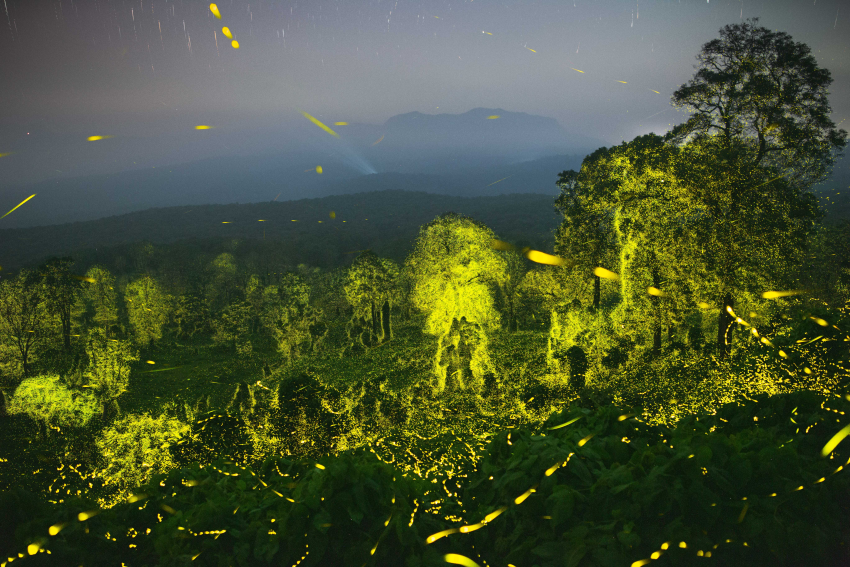 "A Valley of Fireflies". Anamalai Tiger Reserve is a biodiversity hotspot known for its megafauna and flora, but for a few days every year it is this tiny insect that steals the show at night. This image was created by stacking several photographs taken over a 16 minute period. Searching for stars near my hometown of Pollachi, India, I was led to the forests of the Anamalai Tiger Reserve. The further I moved away from the towns and their lights, the darker it got and the more I could see stars and fireflies. I was fascinated by the hundreds of fireflies flashing at the edge of the forest, but recalled hearing stories of trees laden with fireflies deep in the forest. So, in April 2022, I set out to a remote area of the reserve with forest officials. Flashes of green started appearing at twilight and as the place grew dark, millions of fireflies started synchronising their flashes across several trees. The flashes would start in one tree and continue across other trees like a Mexican wave. Such large congregations of fireflies are very rare, and this series captures the phenomenon of fireflies turning an entire forest into a magical carpet of yellowish-green light. The images were created by stacking several photographs. © Sriram Murali, India, Finalist, Professional competition, Wildlife & Nature, Sony World Photography Awards 2023 