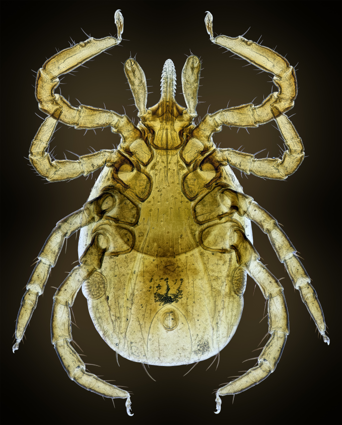 "Hard-Bodied Tick (20x)". Backlit hard-bodied tick. Small, inconspicuous, mostly grey insects, spiders and crabs reveal many colours and interesting structures under high magnification and polarised backlight. All of these high-resolution photographs were taken through a microscope using a self-made setup, and the raw images were processed, stacked and retouched. © Adalbert Mojrzisch, Germany, Finalist, Professional competition, Wildlife & Nature, Sony World Photography Awards 2023