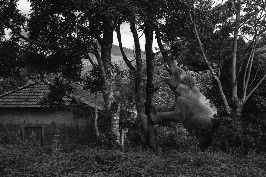 "Almost There". Chillikomban trying hard to get hold of a jackfruit. This series follows a lone tusker with slender, twig-sized tusks. The locals call him ‘Chillikomban’ and his home range is mostly in the Nelliyampathy Hills in the Anamalai Ranges of the Western Ghats mountains in southern India. He spends most of his time in and around human habitations, negotiating steep hills, tea estates and misty roads. I have been following and observing this tusker for more than a decade now and have been fortunate enough to witness some of the most beautiful moments of his life. This has helped me understand more about elephants and the tolerance level of native people towards certain individuals. © Aneesh Sankarankutty, India, Shortlist, Professional competition, Wildlife & Nature, Sony World Photography Awards 2023 