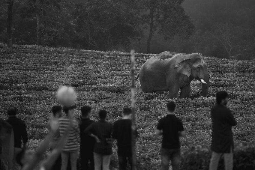 "Crowd Puller". With his majestic figure and character, Chillikomban always draws a crowd. Here he stands watching a group of people playing volleyball. This series follows a lone tusker with slender, twig-sized tusks. The locals call him ‘Chillikomban’ and his home range is mostly in the Nelliyampathy Hills in the Anamalai Ranges of the Western Ghats mountains in southern India. He spends most of his time in and around human habitations, negotiating steep hills, tea estates and misty roads. I have been following and observing this tusker for more than a decade now and have been fortunate enough to witness some of the most beautiful moments of his life. This has helped me understand more about elephants and the tolerance level of native people towards certain individuals. © Aneesh Sankarankutty, India, Shortlist, Professional competition, Wildlife & Nature, Sony World Photography Awards 2023