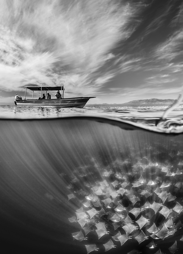 "Below the Surface". A split shot of the mobula ray fever cruising below the surface. A series of photographs taken below, above and within the water during the annual mobula ray migration in Baja California. The ray fever creates intriguing dynamic patterns and textures underwater, in contrast to the individual jumps outside the water. © Martin Broen, United States, Shortlist, Professional competition, Wildlife & Nature, Sony World Photography Awards 2023