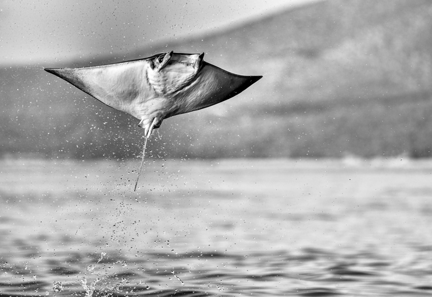 "Full Extension". A series of photographs taken below, above and within the water during the annual mobula ray migration in Baja California. The ray fever creates intriguing dynamic patterns and textures underwater, in contrast to the individual jumps outside the water. © Martin Broen, United States, Shortlist, Professional competition, Wildlife & Nature, Sony World Photography Awards 2023