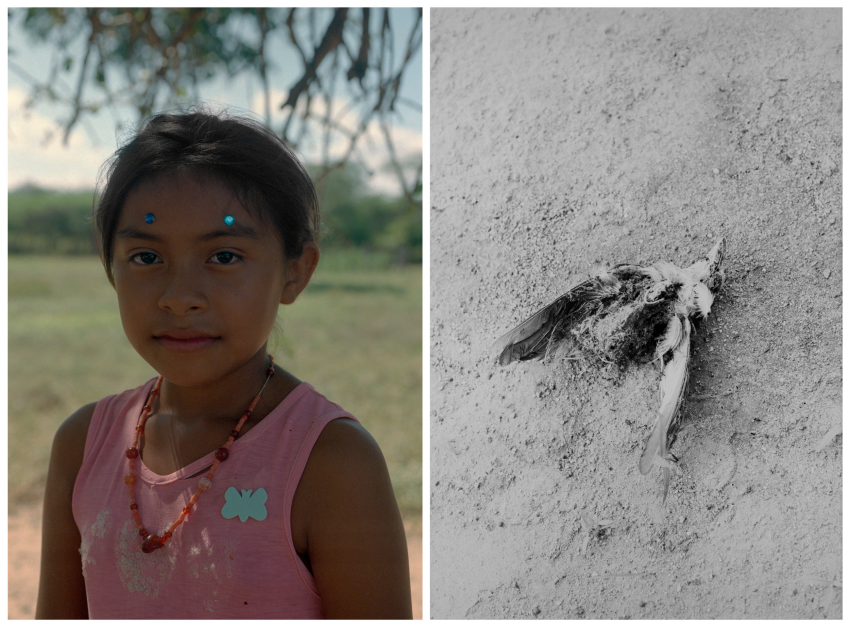 Left: Nina (7), a girl from Polumacho, displays the stickers she got for completing her colouring activities. Right: A dead bird at the door of a house in Pesuapa. For the Wayuu communities, women are authorities, artisans, carers, providers – and ultimately – water defenders. Many Wayuu women travel for hours to source water from wells or natural aquifers called jagüeyes. Miruku focuses on the Wayuus, an indigenous population from La Guajira, Colombia’s coastal desert. Commissioned by 1854/British Journal of Photography and WaterAid, the project examines how a combination of climate change issues and human negligence have led its various members to experience a stifling water shortage. In the region, the problem is cyclical and polymorphous. While some communities can achieve certain stability during rainy seasons, temperatures are bound to rise, drying up the land again. Global warming only aggravates this, causing droughts and famine, and spoiling the facilities and installations that help source clean water. We framed the story from a female perspective to get a better understanding of how gender inequality and climate vulnerability interrelate. We sought to highlight the strength and resourcefulness of the Wayuu women, as we found it inspiring that, even under such conditions, they have established themselves as community leaders, teachers and climate activists. Through our diptychs we wanted to convey a visual balance between a raw and a lyrical documentation, and achieve a nuanced portrayal of a multihued situation. © Marisol Mendez (Bolivia) & Federico Kaplan (Argentina), Finalist, Professional competition, Environment, Sony World Photography Awards 2023