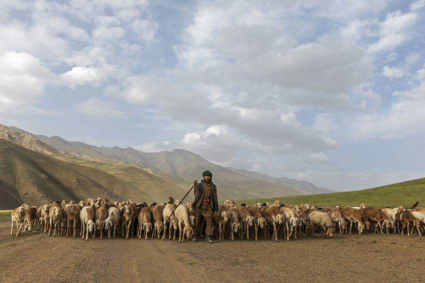A Kuchi-Baranghi herder leads his flock from the Shiwa pastures in the north of Badakhshan, towards the plains in the province of Kunduz. Families used to spend the entire summer here, but now they begin to depart at the end of July and the beginning of August due to the exhaustion of the pastures. In recent years, drought has made it much harder and less predictable for the nomadic Kuchi herders of Afghanistan to make use of the available pastures. This has inflamed historic tensions with another nomadic group, the Hazara, and in some areas the Kuchi are now allowed only to bring their herds, but not their tents. Such are the pressures that families have been forced to sell their camels and their flocks have reduced significantly in number, while groups that used to spend entire summers in the mountains are now leaving earlier than usual due to the exhaustion of the pastures. Because of this, many herders have to buy forage to feed their flocks, as well as water for their families – those who can afford it buy it from water tankers and create small ponds in which to store it. © Bruno Zanzottera, Italy, Shortlist, Professional competition, Environment, Sony World Photography Awards 2023 