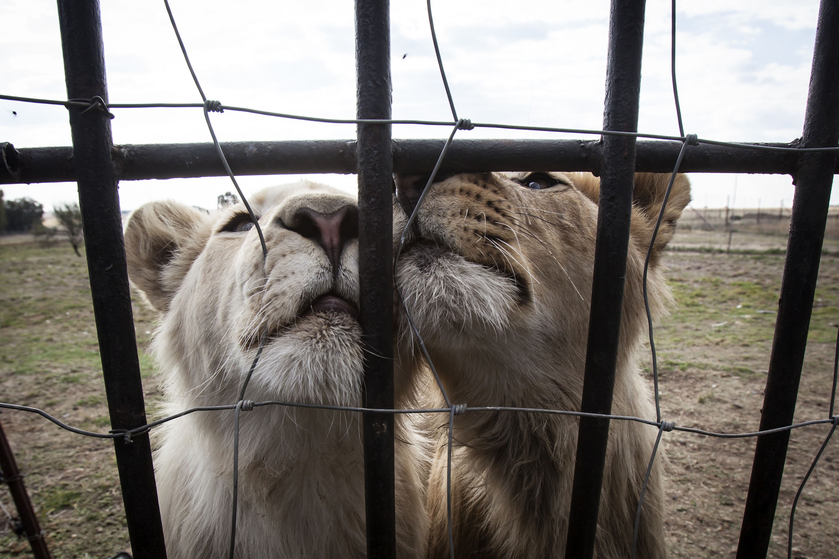 Two young lions stand at the fence at the Weltevrede Lion Farm on May 23, 2013 in Heilbron, South Africa. Image: Gallo Images / The Times / Daniel Born