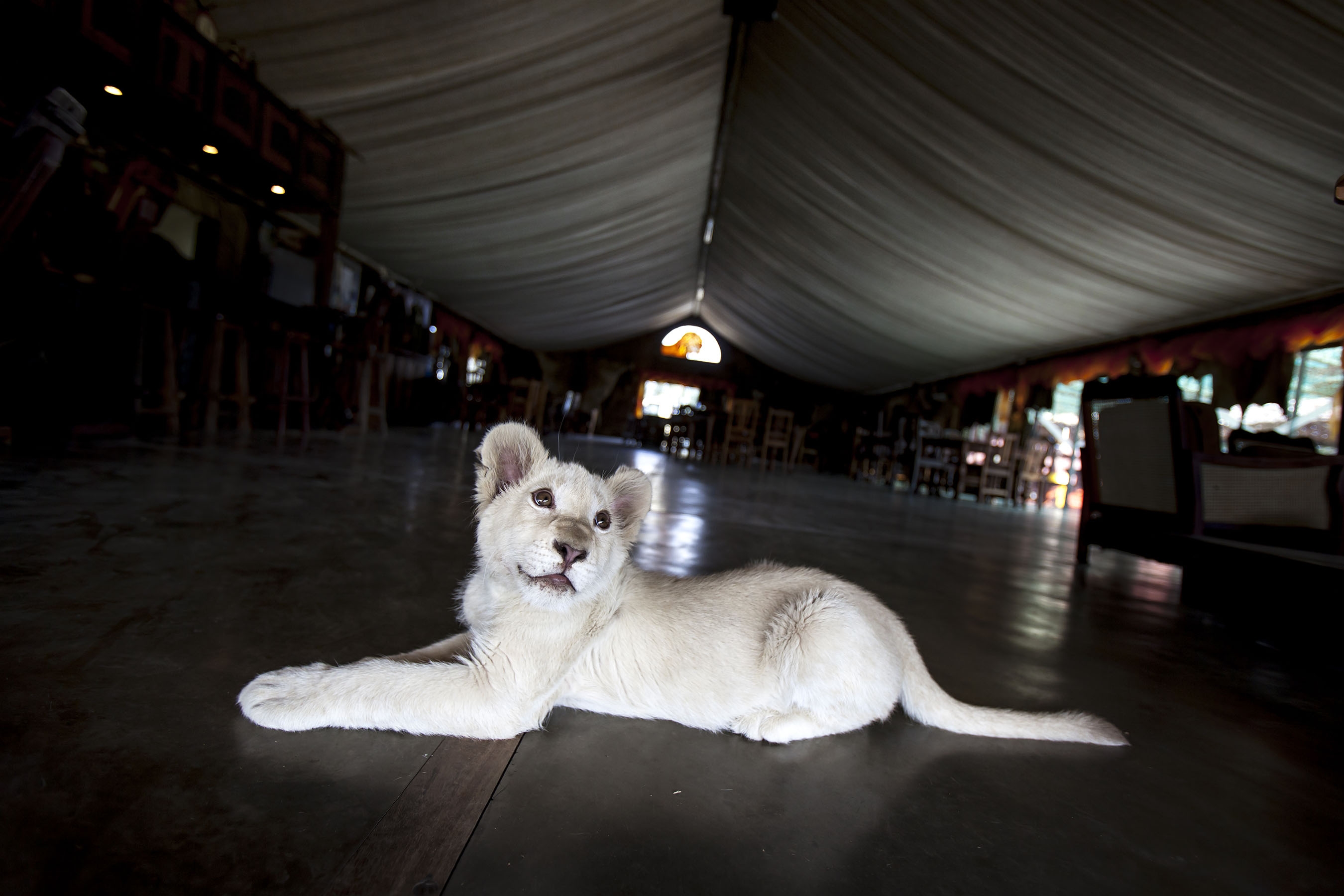 A lion cub lies on the floor of a bar at the Weltevrede Lion Farm on May 23, 2013 in Heilbron, South Africa. Image: Gallo Images / The Times / Daniel Born)