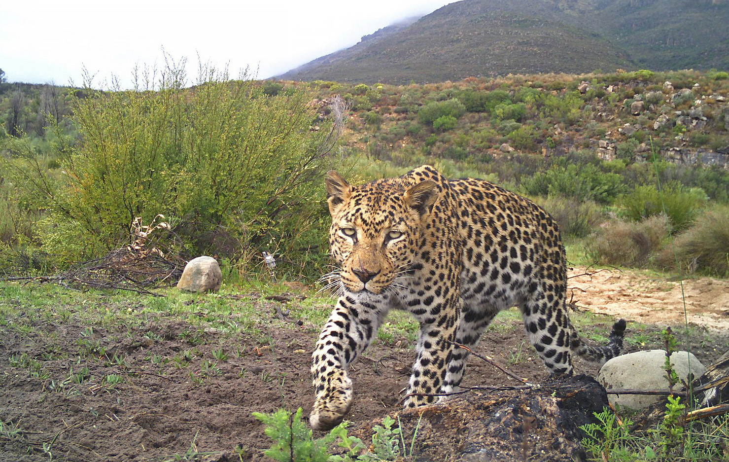 leopard photographed by a camera trap in the Cederberg Wilderness 